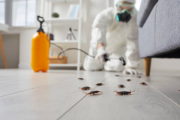 Commercial Rodent Management in Gilcrest